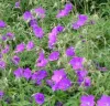 geranium-clarkei-kashmir-purple